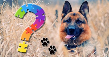 Can you name all the dog breeds?
